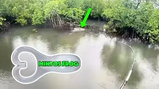 HINCHINBROOK | looking for RUN of JACKS