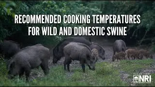#Shorts Recommended Cooking Temperatures for Wild and Domestic Swine