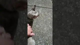 🐈‍⬛🐟👏