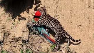 Predators vs Birds | Lioness vs ostrich | Amazing moments of Animals capturing Birds Midair!