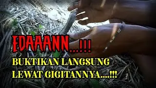 Si belang kecil menggigit jari tangan saya 