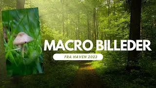 Macro billeder fra haven sommer 2023