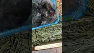 Ошибка матери стоила крольчонку ушей 