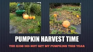 Pumpkin harvest time 2021