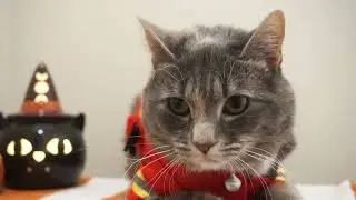Dressing Up My Cat For Halloween