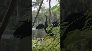 Anhingawas drying its wings out between the dives. Ringling Museum of Art, Sarasota, FLORIDA 12/2022