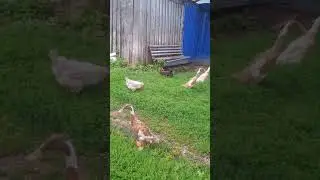 Уточки на прогулке