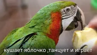 Попугай Ара играет. Эмма кушает яблочко. Попугай Ара танцует.