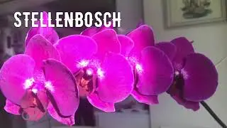 ОРХИДЕЯ Phalaenopsis “STELLENBOSCH”. СТЕЛЛЕНБОШ, ДОМАШНЕЕ ЦВЕТЕНИЕ, ОБЗОР