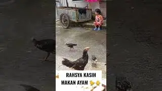 Rahsya lagi kasih makan ayam - 