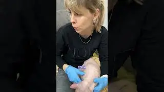 Кот сфинкс на осмотре 