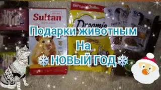 Покупки из зоомагазина🛍️ Что я подарю своим животным на Новый год? 🐹ХОМО / ШОУ 🐹