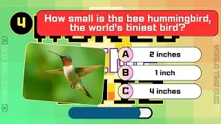 Guess The Size Animals, Mini or Giant?