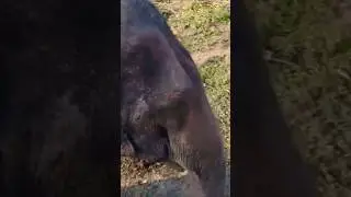 Catch the elephant smiling ✨ #explore #youtubeshorts #kaziranga #india #travel #vlog #trending