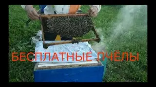 Первый Рой 2020