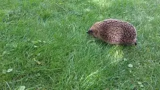 Jeż europejski na spacerze.