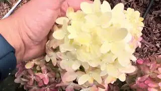 Гортензия метельчатая (Hydrangea paniculata `Graffiti`)Граффити