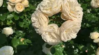 Rose Artemis, Rosa Artemis