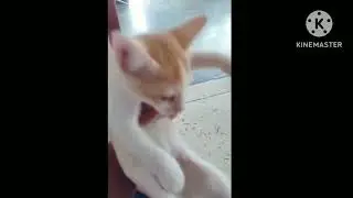 cute 😺 cat
