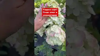 КОРОЛЕВА ГОРТЕНЗИЙ ДЛЯ ВАШЕГО САДА