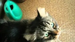 Кот Филипп ходит по пятам