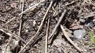 КАПЕЛЬКА ЛЕТА И МУРАВЬИ!!!