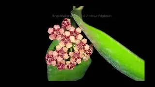 Time-Lapse Abertura das Flores da Flor de Cera Hoya lucardenasiana