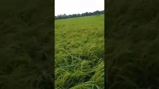 At the farm #shorts