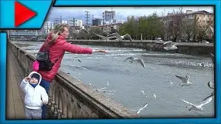 Кормим чаек на набережной реки Сочи We feed seagulls on the embankment of the Sochi River