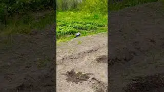 Мои пернатые помощники