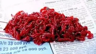Мою мотыля !