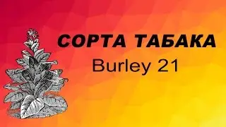 СОРТ ТАБАКА Burley 21. Семена табака.