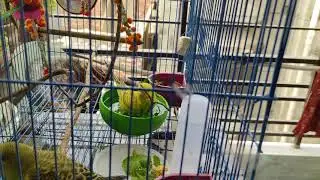 Budgies shower time