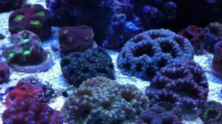 steely's acans