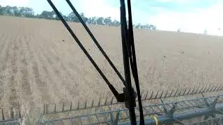 New Holland CR 8.90 - colheita de feijão