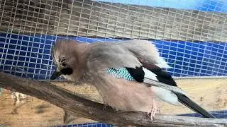 СОЙКИ - МАЛЕНЬКИЕ ПУШКИ 💙