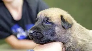 Critical Periods in Puppy Development - Transition Period (13 to 20 days)