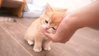 Kitten Guitar, who wants to compete for his owner's attention, is so cute.