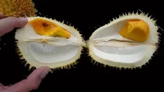 ทุเรียนบรูไน Brunei durian