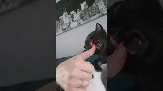 Cat bites thumb #bites #oliverandsuzie #kittens #cats