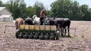 2024 bean planting , Amish style