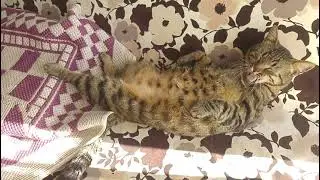 Miko Kitty In Memorian