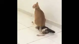 Tiada Maaf Bagimu