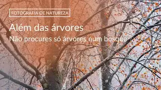 FOTOGRAFIA DE NATUREZA | Não devemos procurar apenas árvores | Fotografia de Bosque