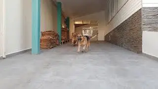 Max and Thor Dog's