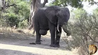 Deformed And Disabled Elephants Of Kruger National Park