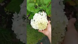 опора гортензий сорт геркулес #гортензияметельчатая #татарскаяусадьба