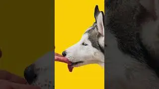 168 - Ancient #Shorts: Uomo e Cane