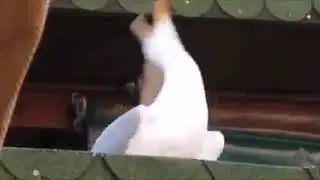 갈메기가 비웃는 방법