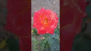 Красная роза в октябре